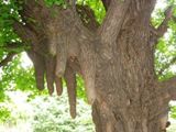 東郷記念公園の気根。05.06.14.